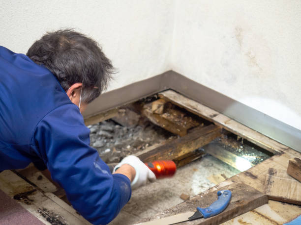 Best Same-Day Mold Removal  in Fredericktown, OH