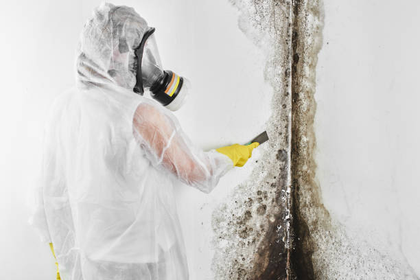 Best Mold Removal Near Me  in Fredericktown, OH