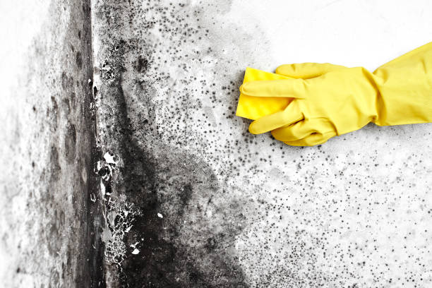 Best Local Mold Removal Service  in Fredericktown, OH