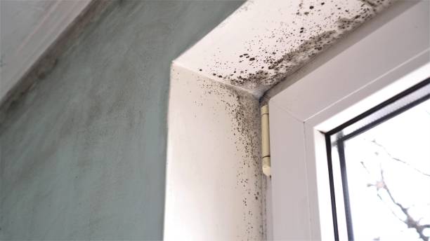 Best Attic Mold Removal  in Fredericktown, OH