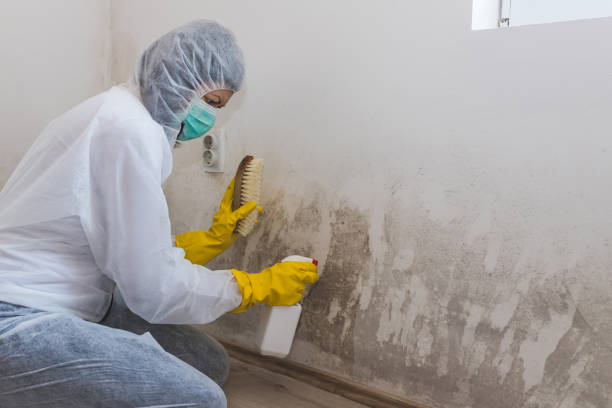 Best Commercial Mold Removal  in Fredericktown, OH
