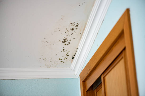 Best Crawl Space Mold Removal  in Fredericktown, OH