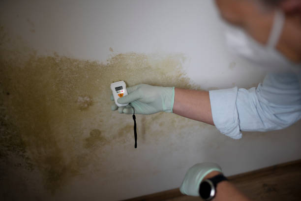 Best Commercial Mold Removal  in Fredericktown, OH