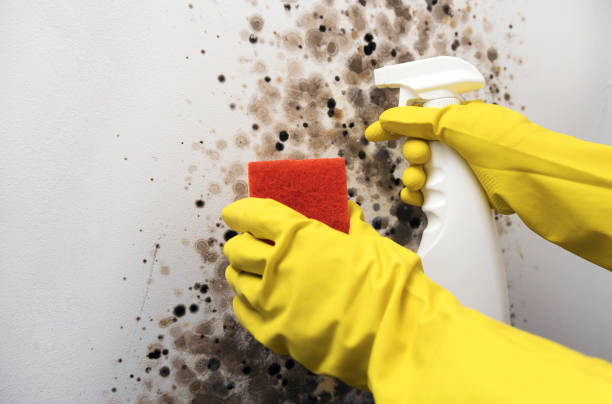 Best Same-Day Mold Removal  in Fredericktown, OH