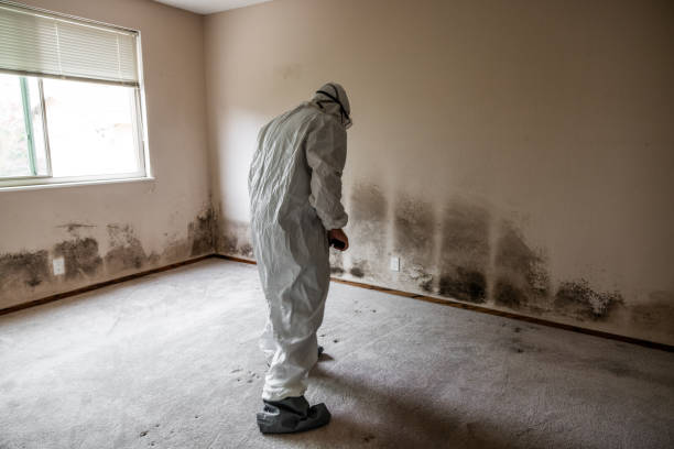 Attic Mold Removal in Fredericktown, OH