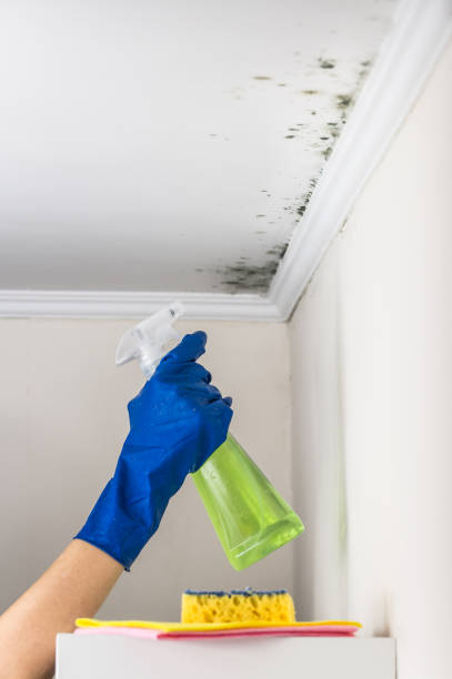 Best Mold Remediation Experts  in Fredericktown, OH