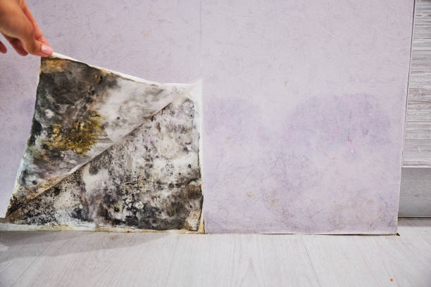 Trusted Fredericktown, OH Mold Removal Experts